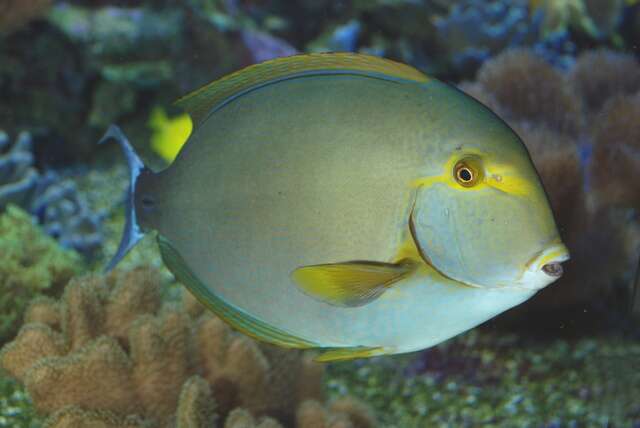 Image of Dussumier's Surgeonfish