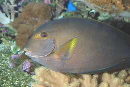 Image of Dussumier's Surgeonfish