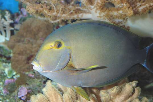 Image of Dussumier's Surgeonfish