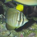 Image of Desjardin's Sailfin Tang