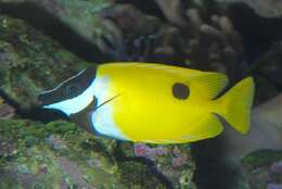 Image of Foxface rabbitfish