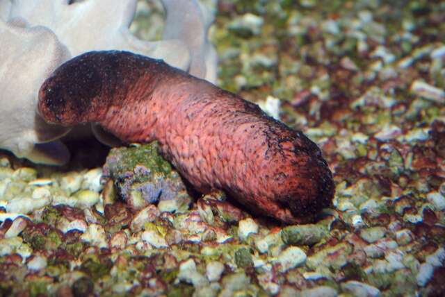 Image of Sea cucumber