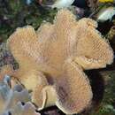 Image of elephant ear coral