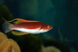 Image of Whip-fin wrasse