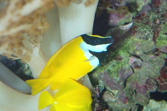 Image of Foxface rabbitfish