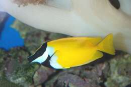 Image of Foxface rabbitfish