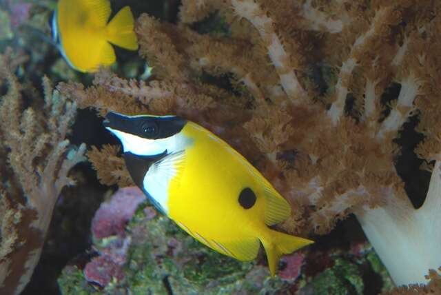 Image of Foxface rabbitfish