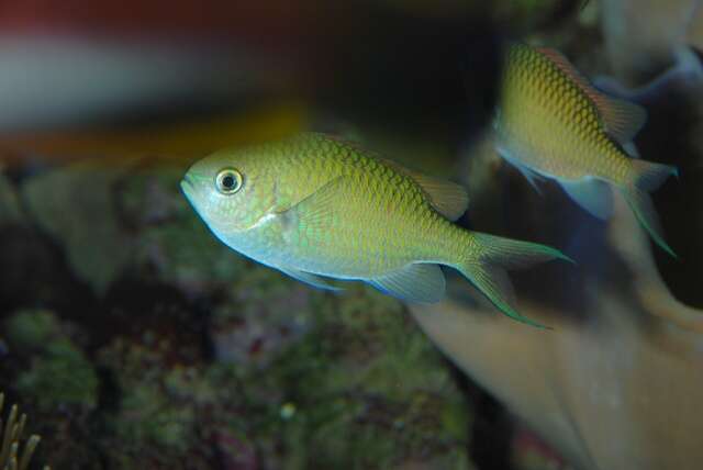 Image of Chromis Fishes