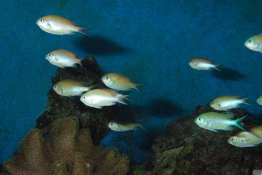 Image de Chromis