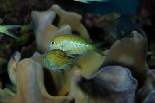 Image de Chromis