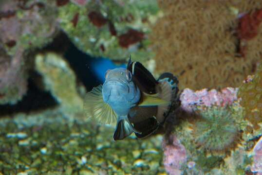 Image of Amblygobius stethophthalmus