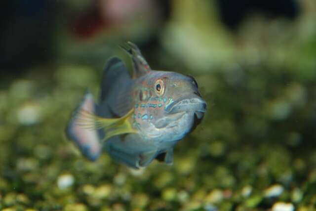 صورة Amblygobius