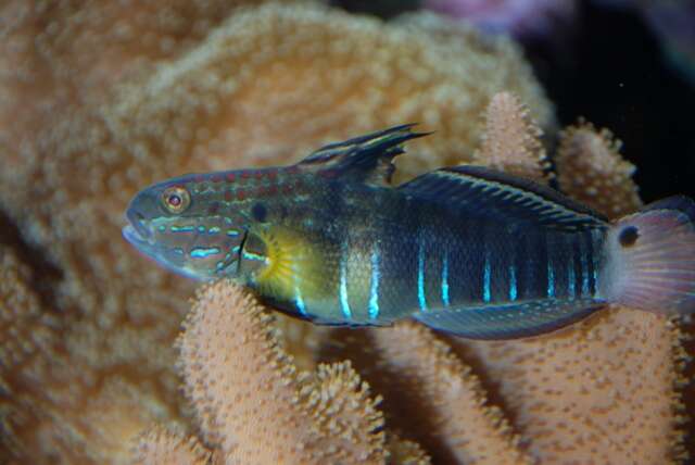 صورة Amblygobius