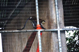 Image of Mona Guenon