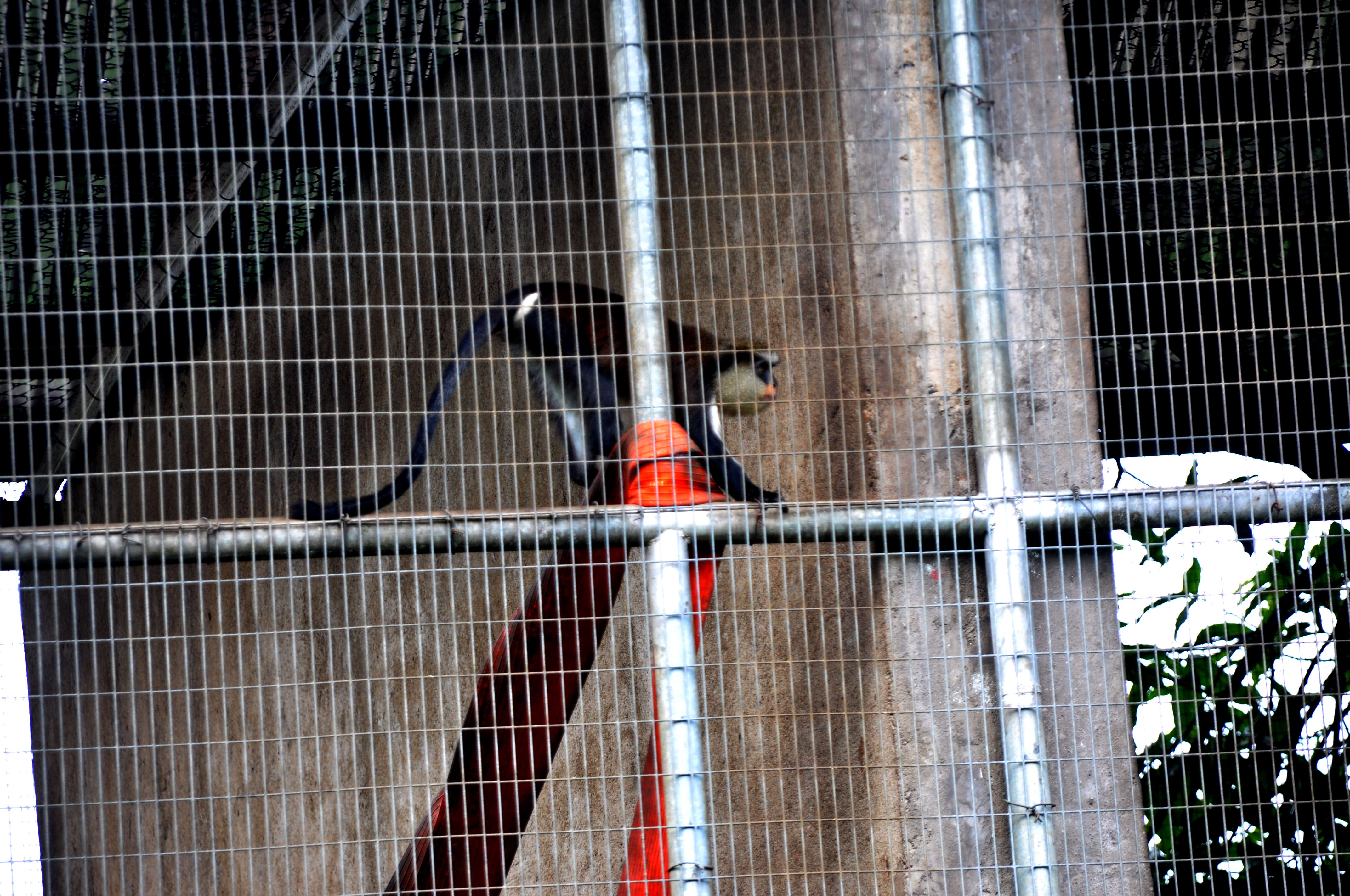 Image of Mona Guenon