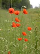 Image of Papaver laevigatum M. Bieb.