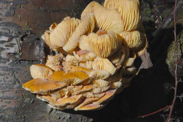 Image of Flammulina