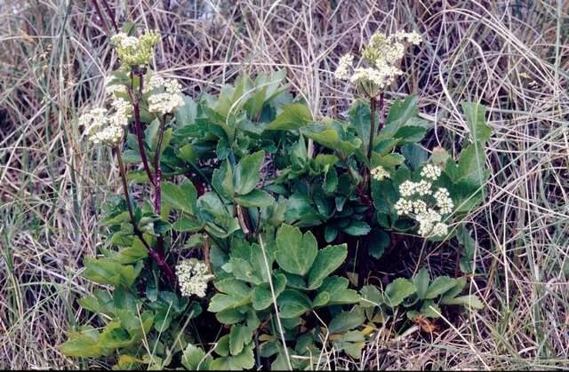 Ligusticum resmi