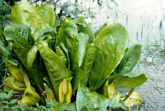 Image of skunkcabbage