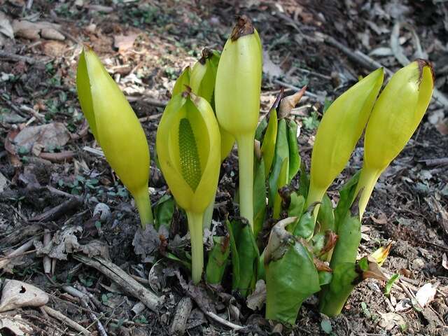 Image of skunkcabbage