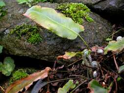 Слика од Asplenium