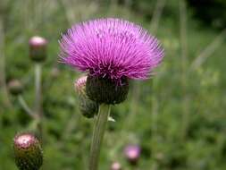 Слика од Cirsium helenioides (L.) Hill