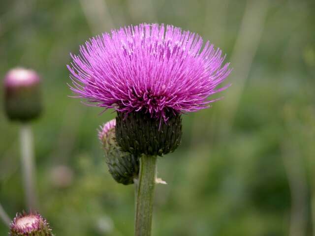 Слика од Cirsium helenioides (L.) Hill