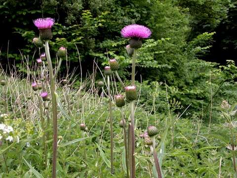 Слика од Cirsium helenioides (L.) Hill