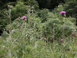 Слика од Cirsium helenioides (L.) Hill