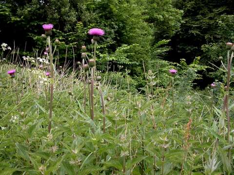 Слика од Cirsium helenioides (L.) Hill