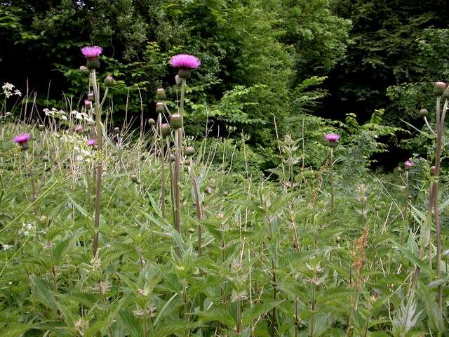 Image of melancholy thistle