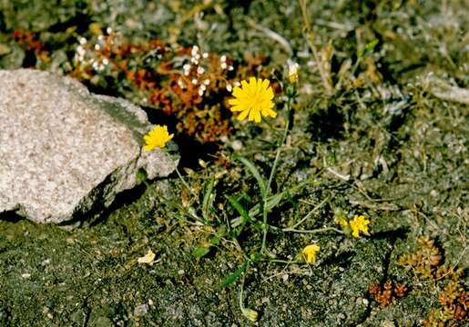 Image of Crepis foliosa Babc.