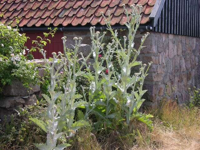 Image of cottonthistle