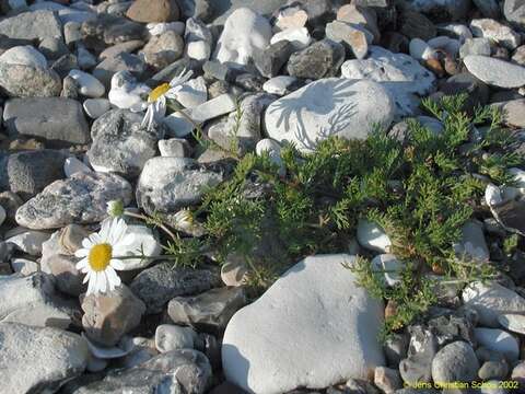 صورة Tripleurospermum maritimum subsp. maritimum