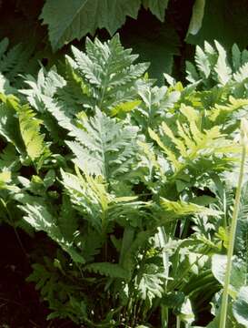 Image of sensitive fern