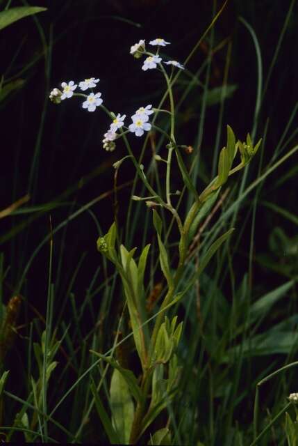 Image of forget-me-not