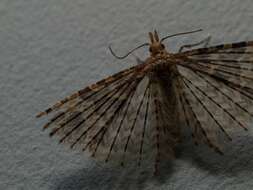 Image of Many-plume Moths