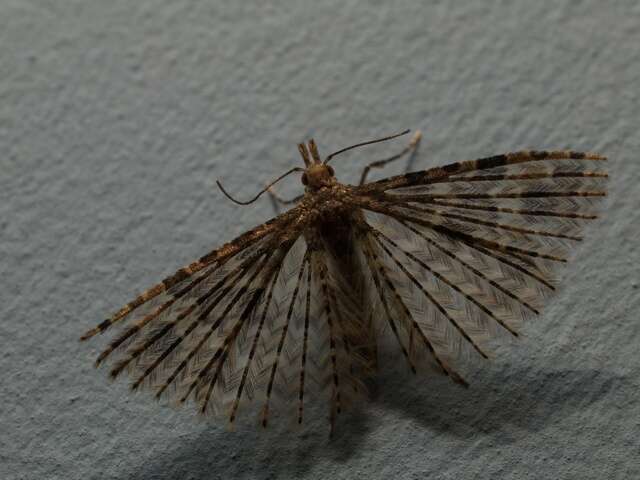 Image of Many-plume Moths