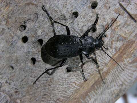 Image of true ground beetle genus