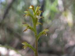 Image of Coralroot