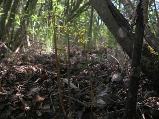 Image of Coralroot