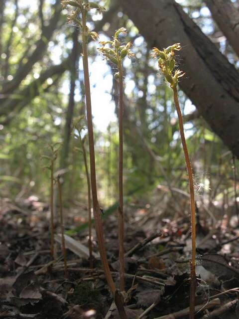 Image of Coralroot