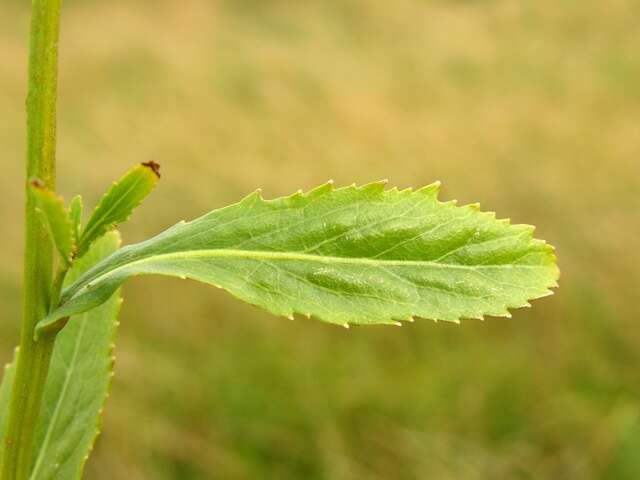 Image of yellowcress