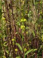 Image of Erysimum strictum P. Gaertn., B. Mey. & Scherb.