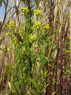 Image of Erysimum strictum P. Gaertn., B. Mey. & Scherb.