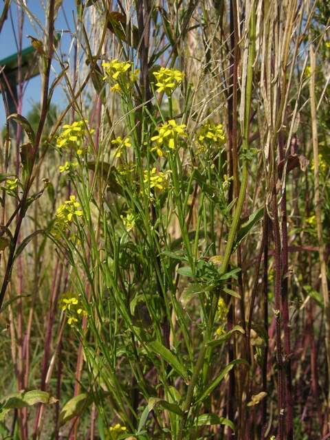 Image of Erysimum strictum P. Gaertn., B. Mey. & Scherb.