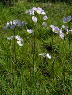 Image of cuckoo flower