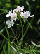 Image of cuckoo flower