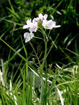 Image of cuckoo flower