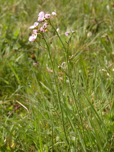 Image of Cardamine pratensis subsp. paludosa (Knaf) Celak.